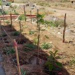 طرح ایران من همیشه سبز شرکت فرمان داده گستر شرق