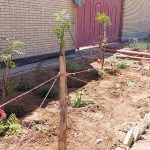 طرح ایران من همیشه سبز شرکت فرمان داده گستر شرق